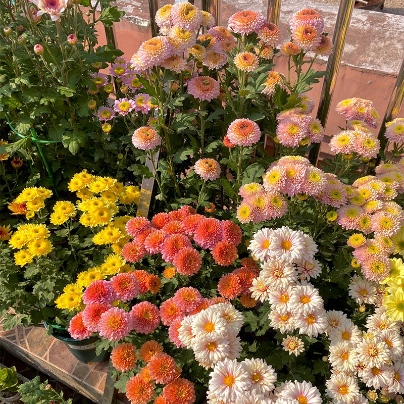 Mixed Perennial Chrysanthemum Seeds