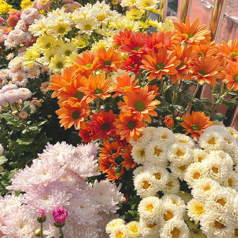 Mixed Perennial Chrysanthemum Seeds