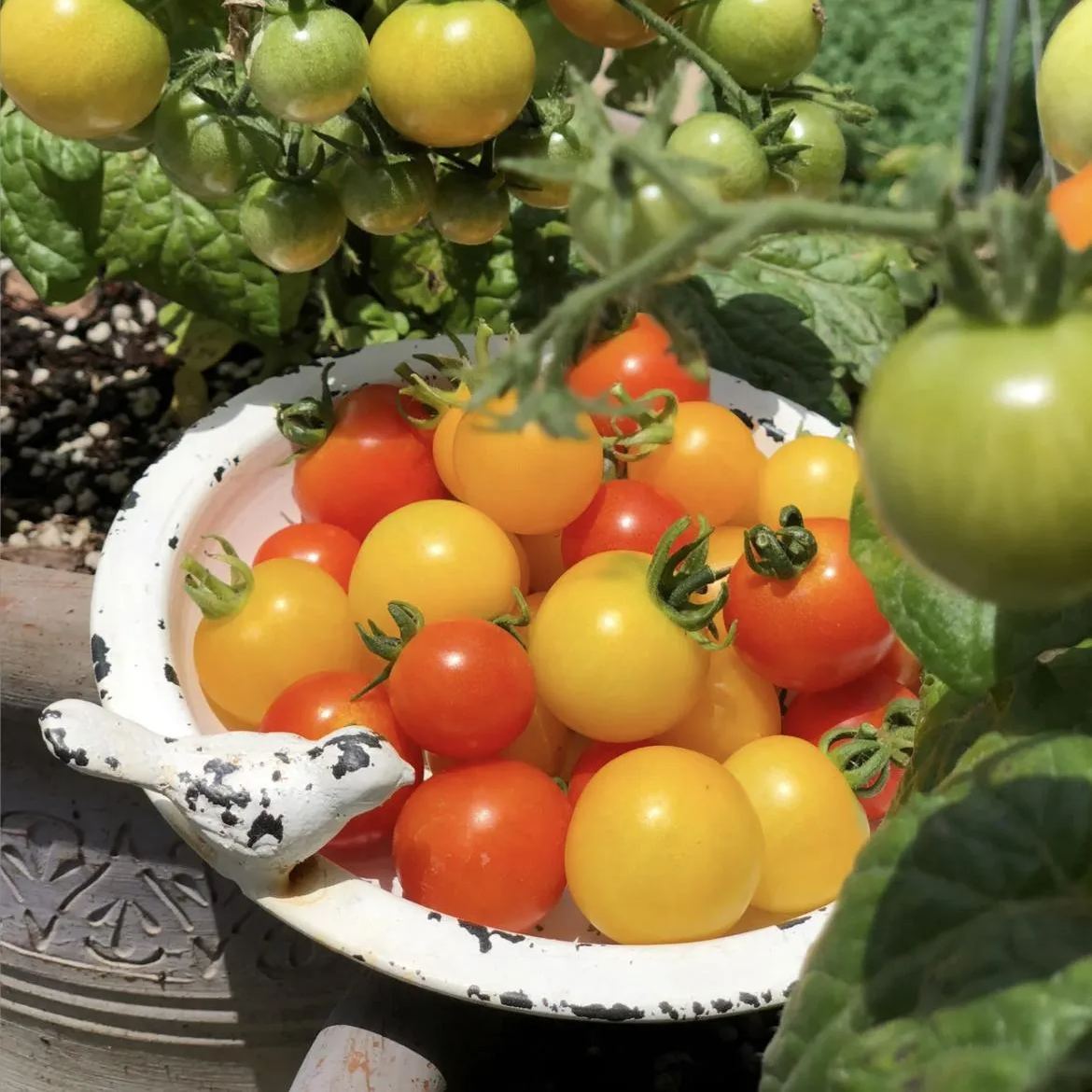 Colorful Dwarf Tomatoes-Four Seasons Potted Plants