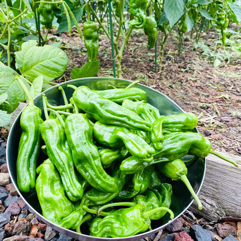 Thin-skinned Pepper Seeds