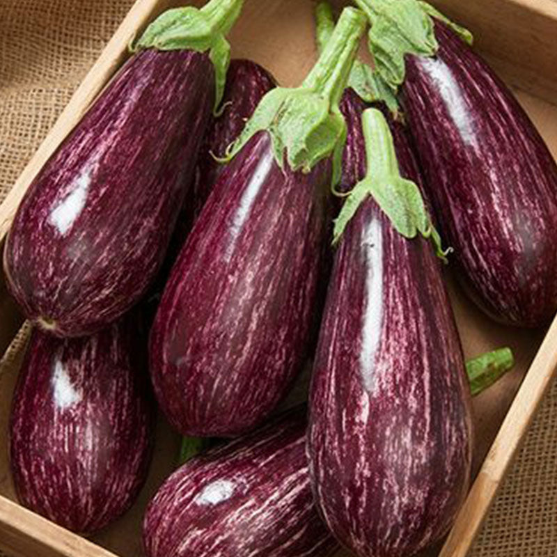 Flower Eggplant Seeds