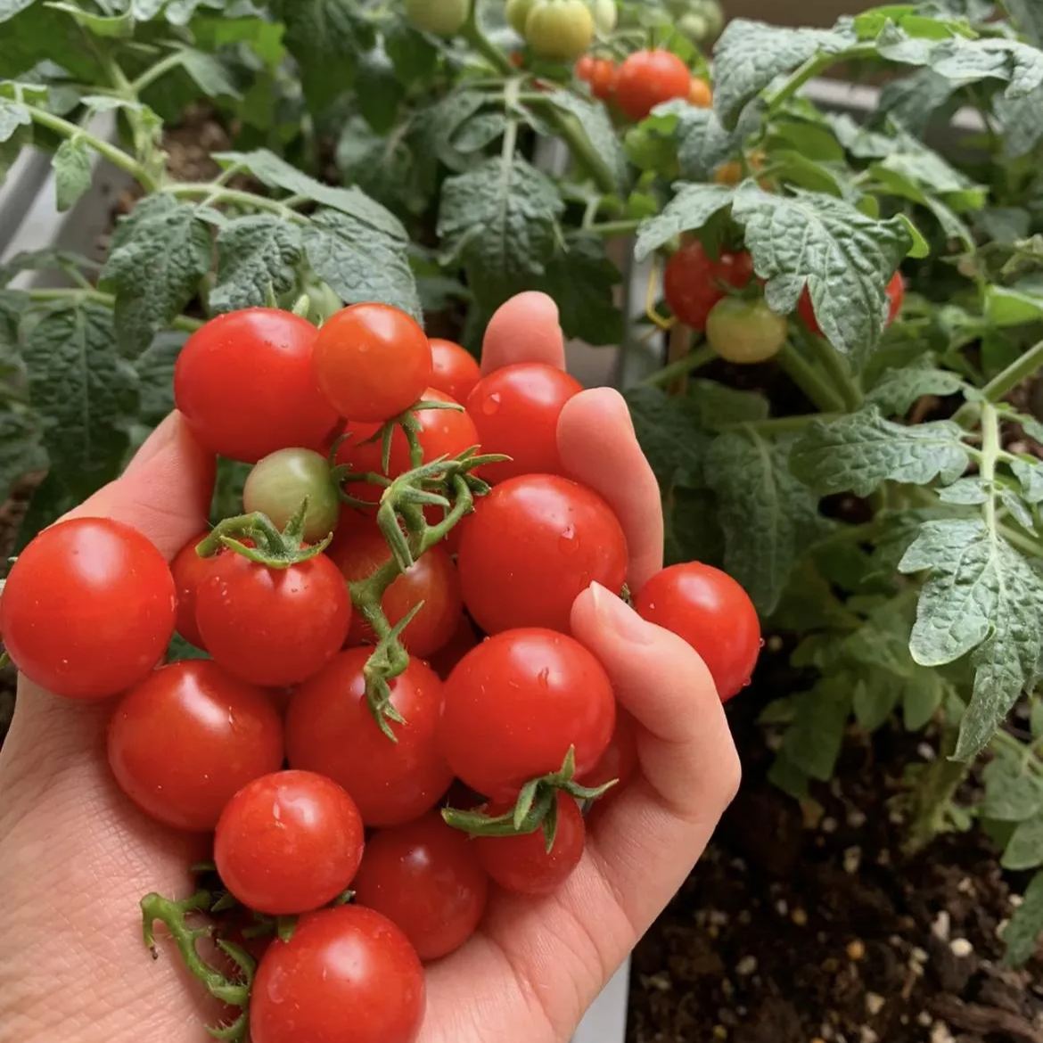 Colorful Dwarf Tomatoes-Four Seasons Potted Plants