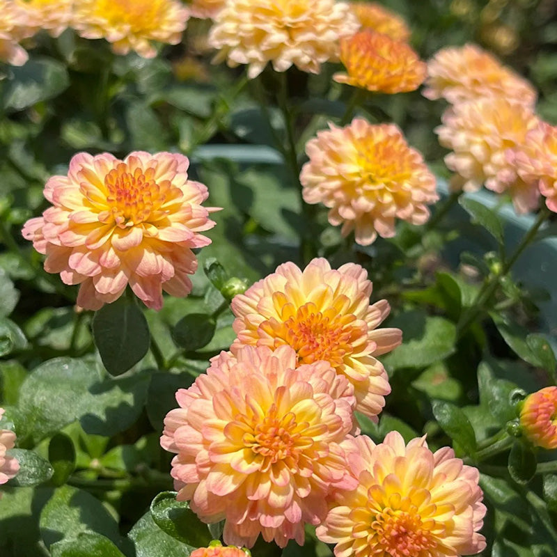 Candy Chrysanthemum-Flower Seeds – Gooob