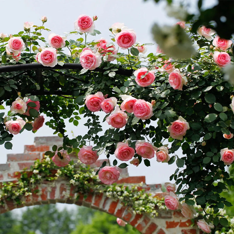 Mixed Angel Climbing Rose Seeds