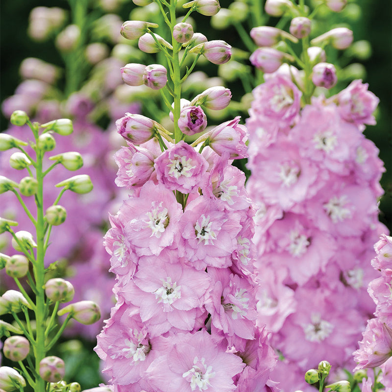 🌼BIG FLOWER DELPHINIUM SEEDS