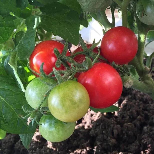 Colorful Dwarf Tomatoes-Four Seasons Potted Plants