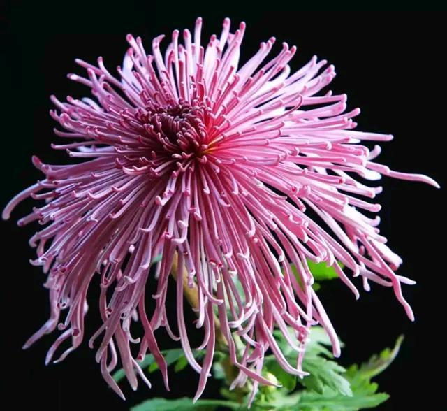 Chrysanthemum Seeds