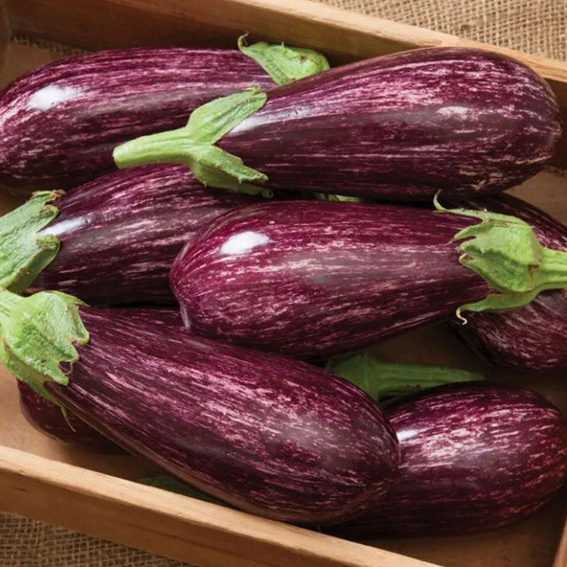 Flower Eggplant Seeds