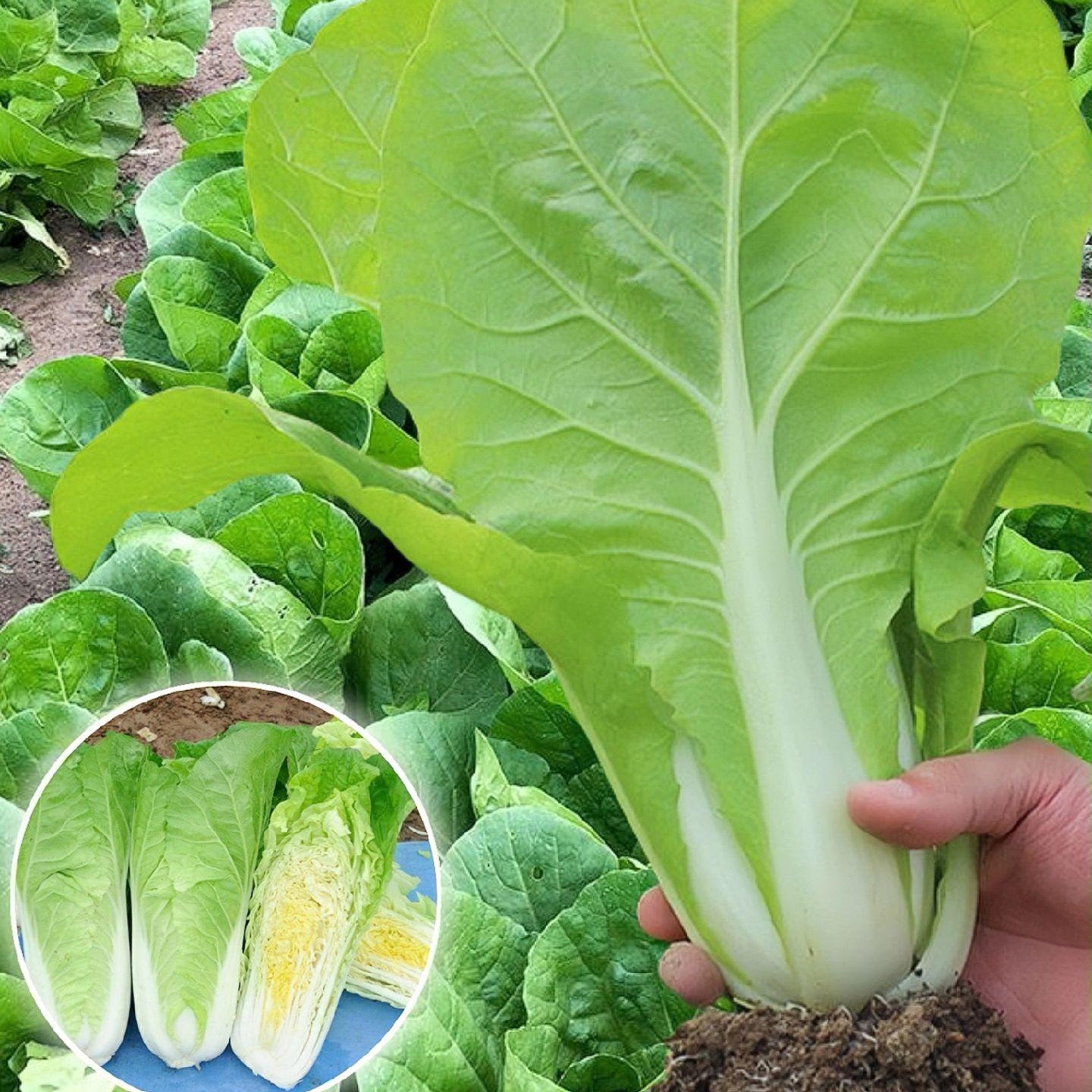 🌿3000 PCS-Fast-Growing Cream Lettuce Seeds