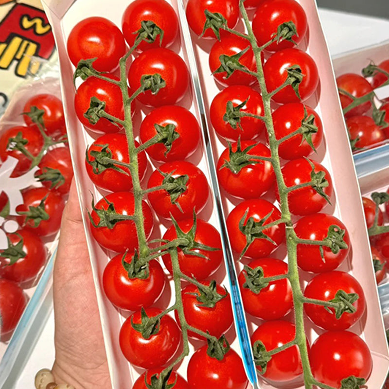 🍅Limited Time Offer Waterfall Tomato