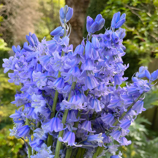 🧚‍♂️🔔Bluebells – The Fairies’ Lucky Bells