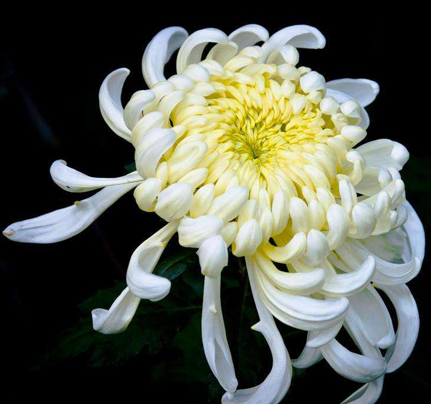 Chrysanthemum Seeds