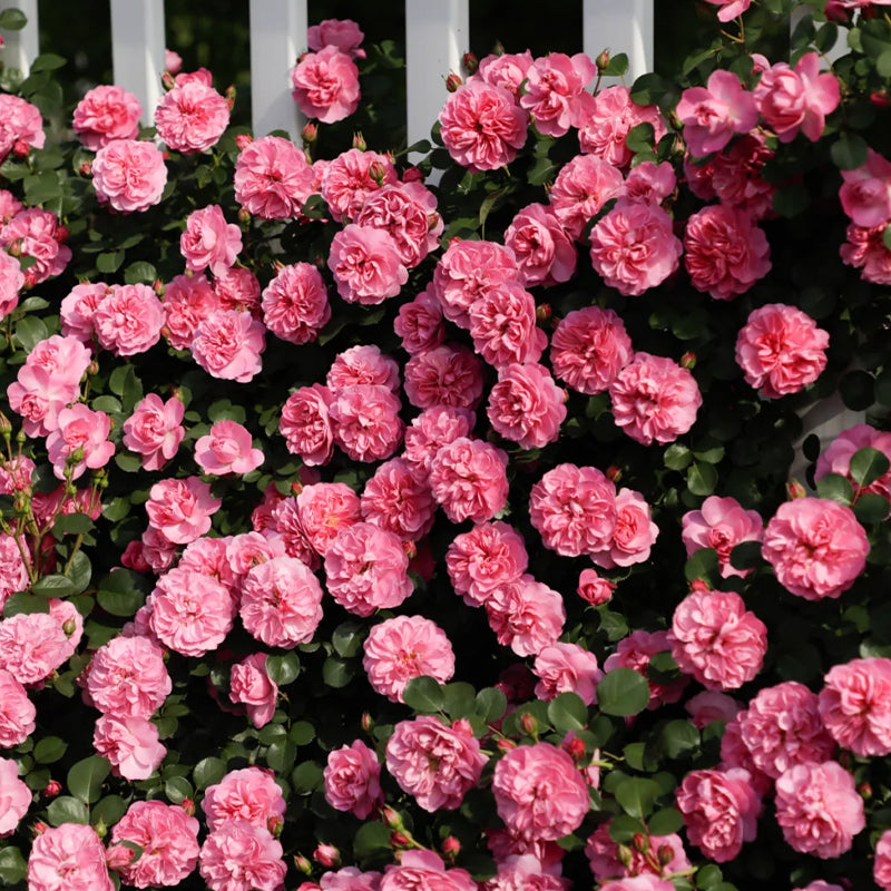 Mixed Angel Climbing Rose Seeds