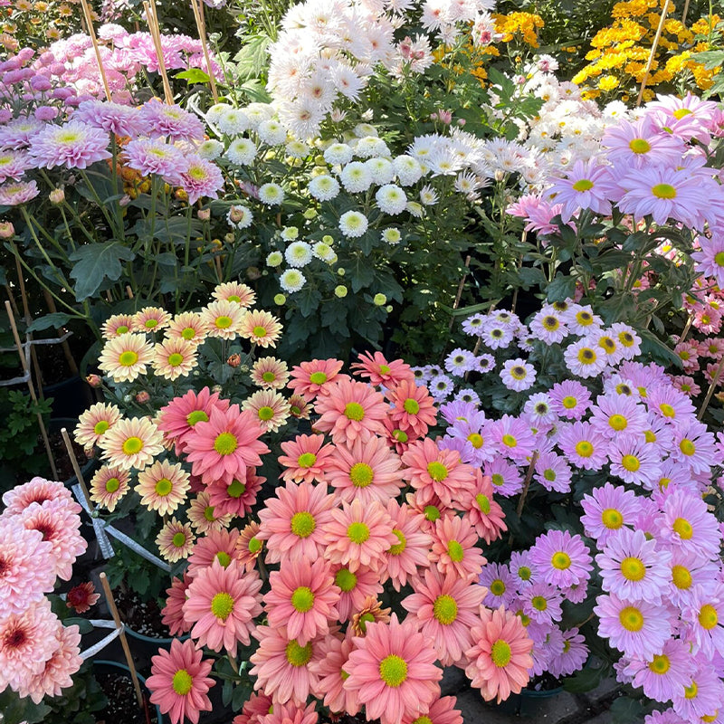 Mixed Perennial Chrysanthemum Seeds