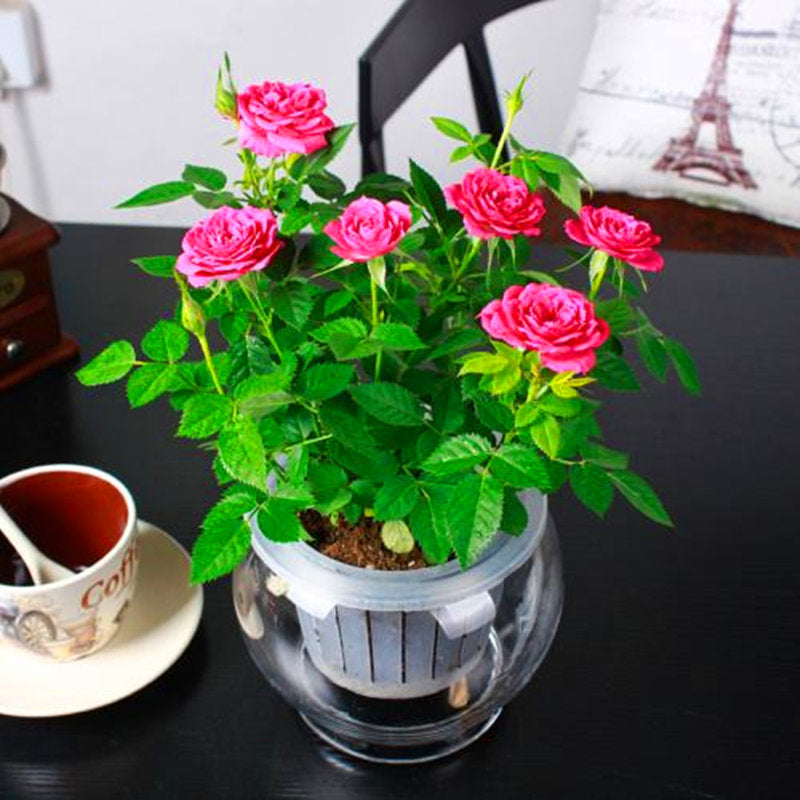 Beautiful Mini Rose Seeds, 100pcs/pack