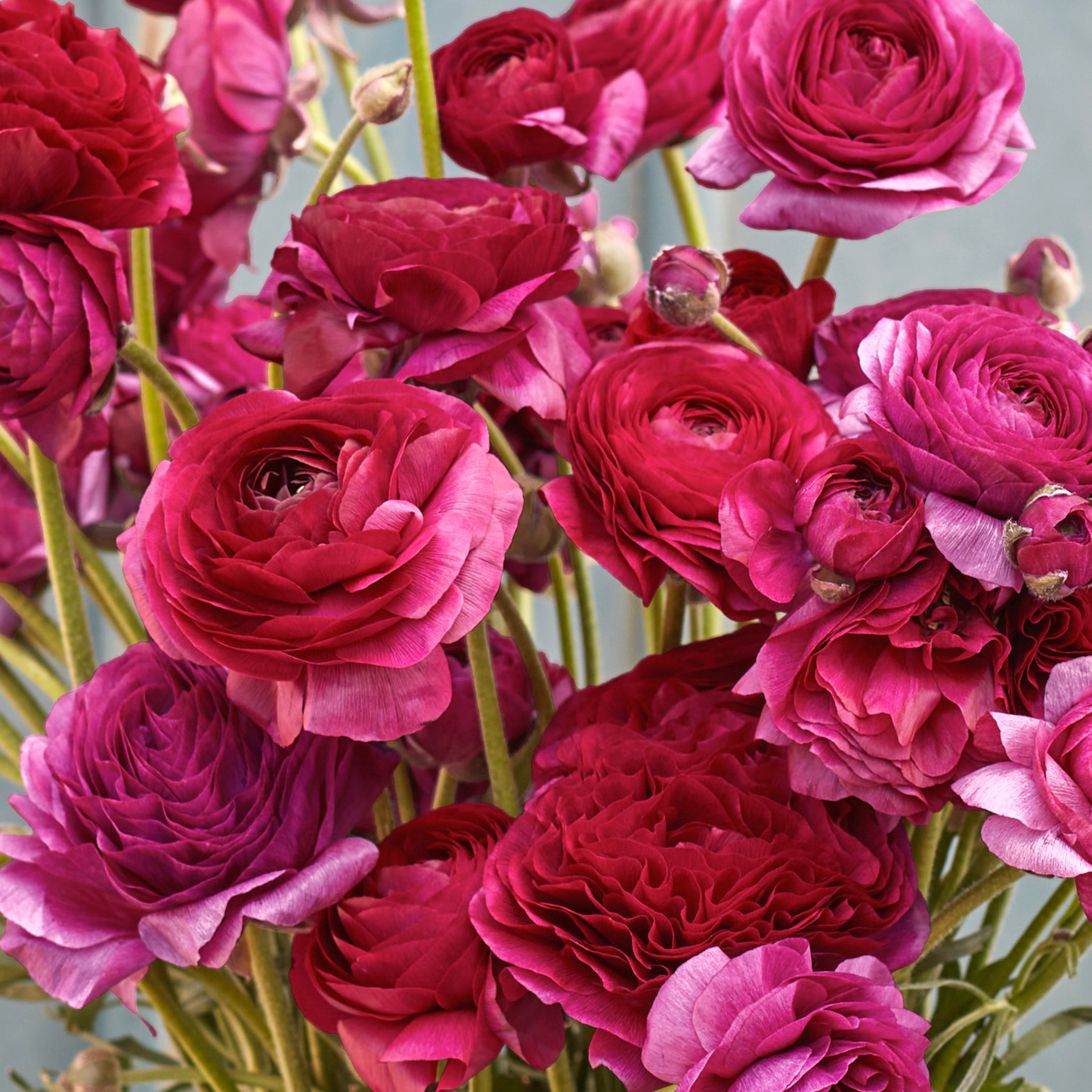 🌸Multicolor Ranunculus Asiaticus Bulbs