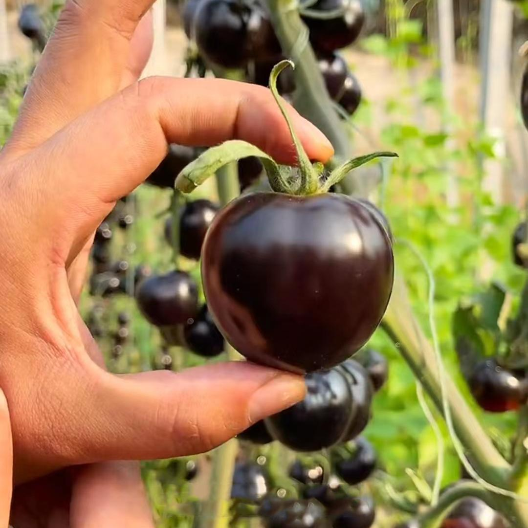 Black Pearl Tomato Seeds