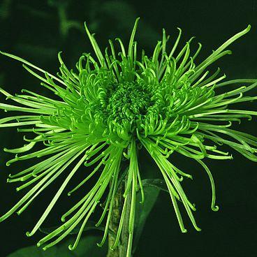 Chrysanthemum Seeds