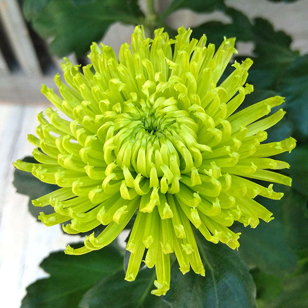 Chrysanthemum Seeds