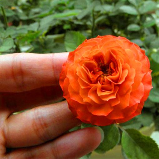 Beautiful Mini Rose Seeds, 100pcs/pack