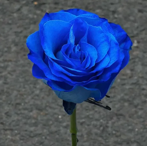 Miniature Rose Seeds