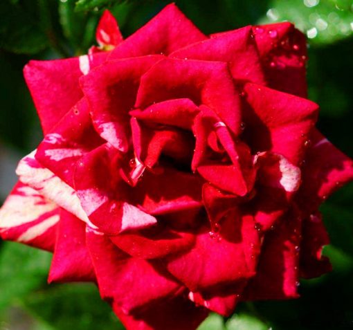 Beautiful Mini Rose Seeds, 100pcs/pack