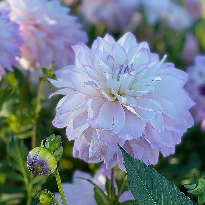 Mixture Dahlia Seeds