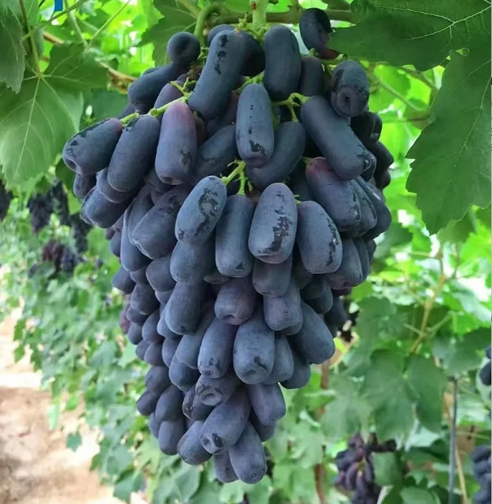 Sweet Sapphire Grape Seeds