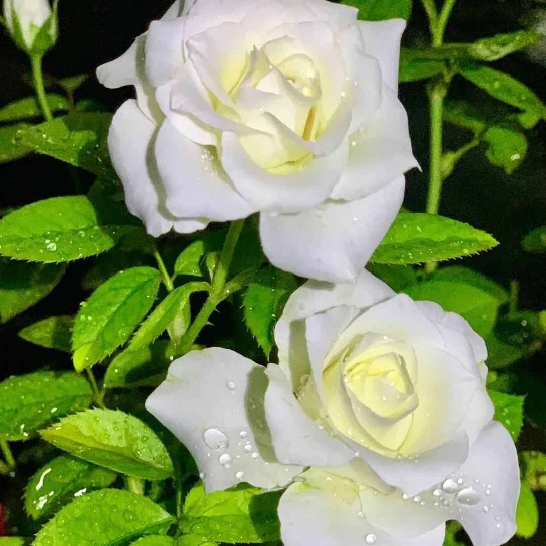 🔥50% OFF!🌹Rare Rose Seeds