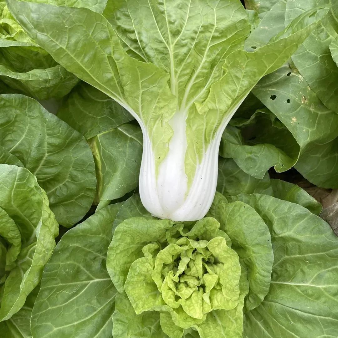 🌿3000 PCS-Fast-Growing Cream Lettuce Seeds