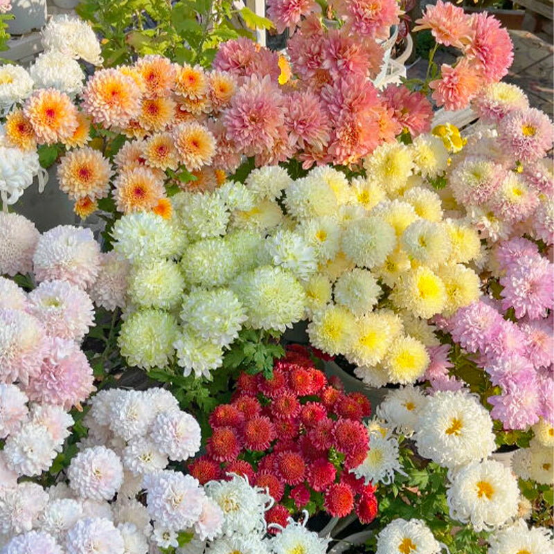 Mixed Perennial Chrysanthemum Seeds