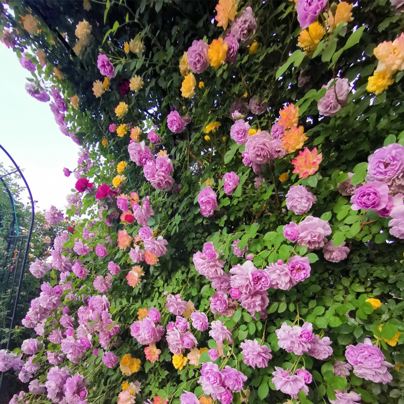 Mixed Angel Climbing Rose Seeds