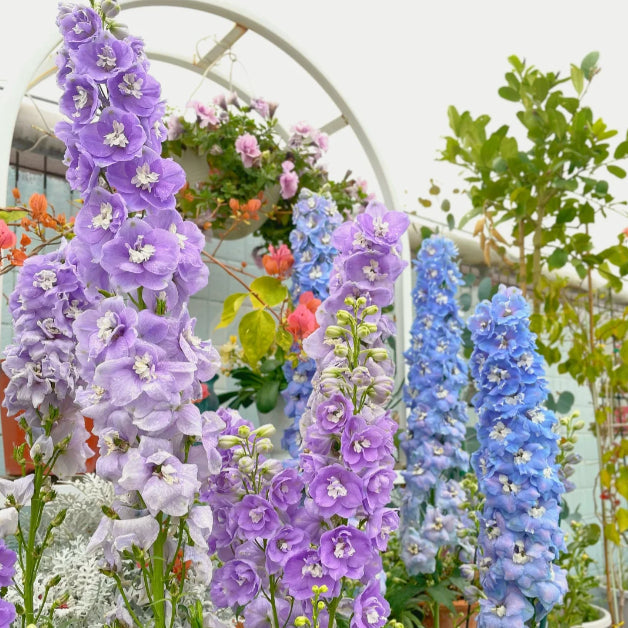 🌼BIG FLOWER DELPHINIUM SEEDS